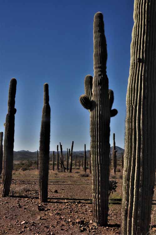 saguaro replant